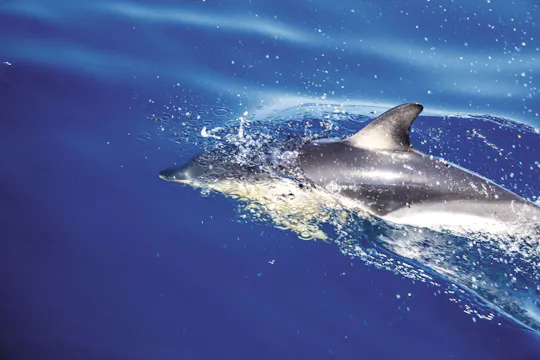Amvrakikos Gulf wildlife cruise with swim stops