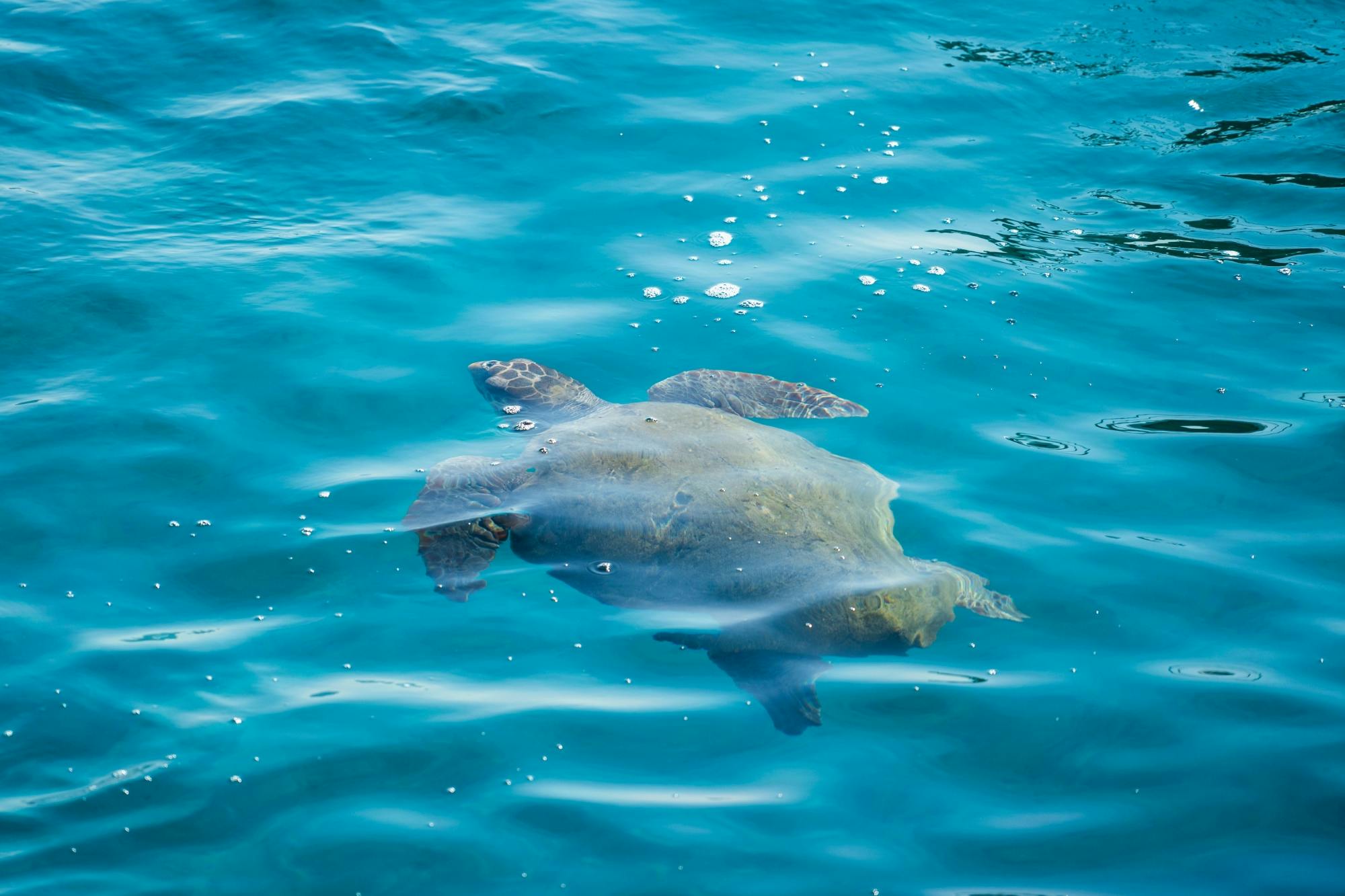 Amvrakikos Gulf wildlife cruise with swim stops