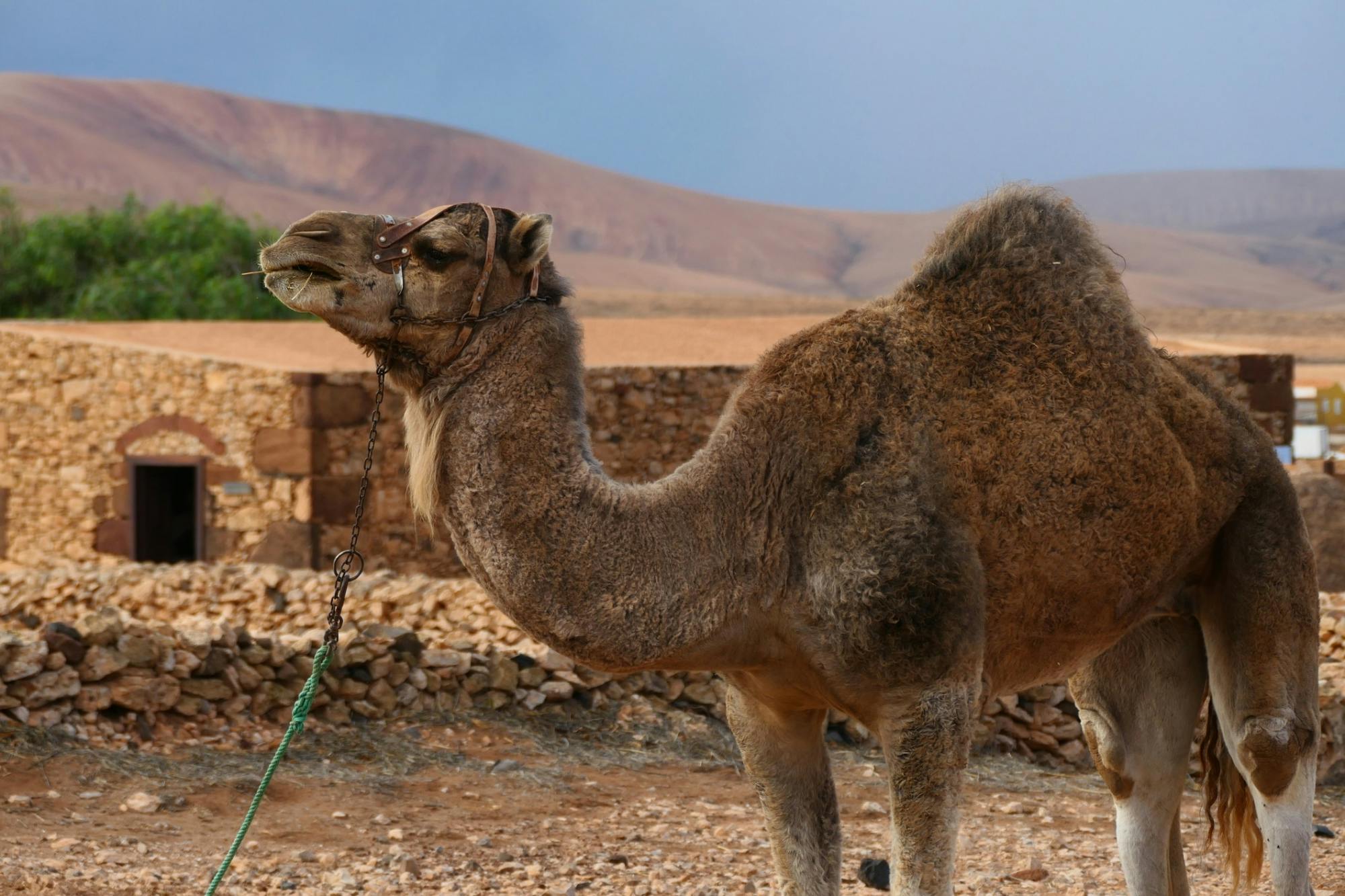Northern Fuerteventura small-group afternoon tour