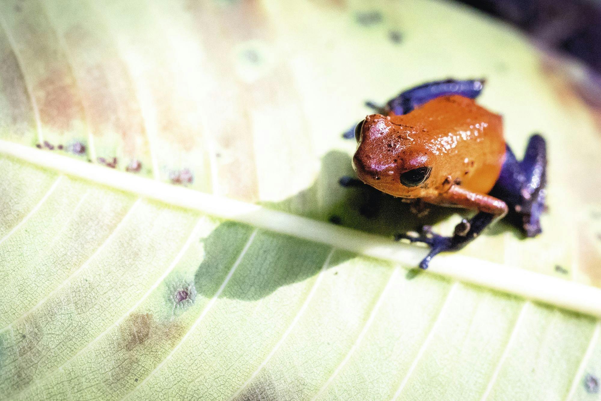 Sensoria Rainforest hiking tour