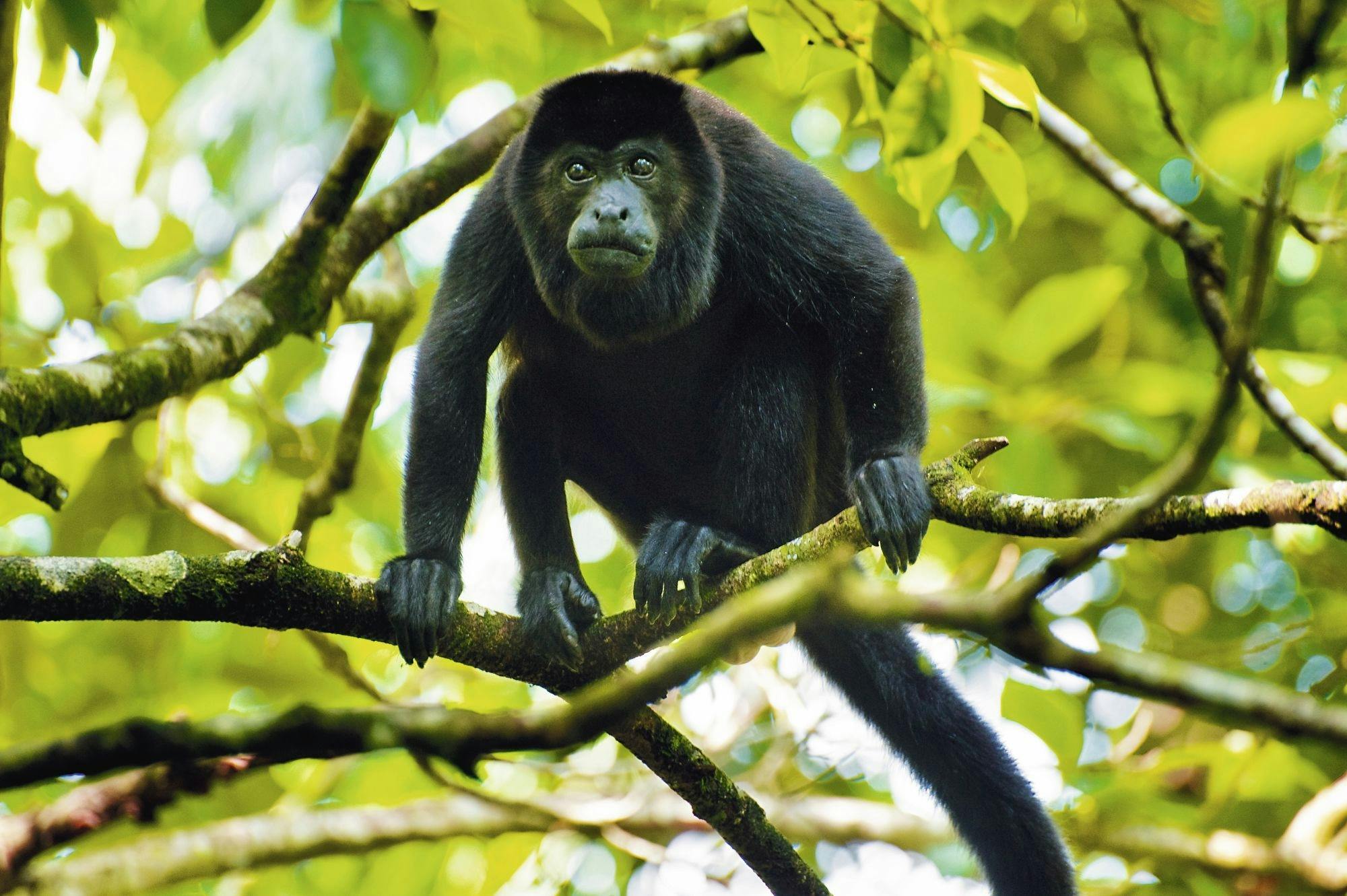 Sensoria Rainforest hiking tour