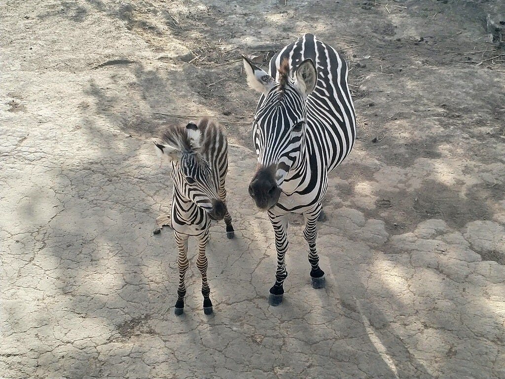 Costa Rican Savannah Safari and Wildlife Tour