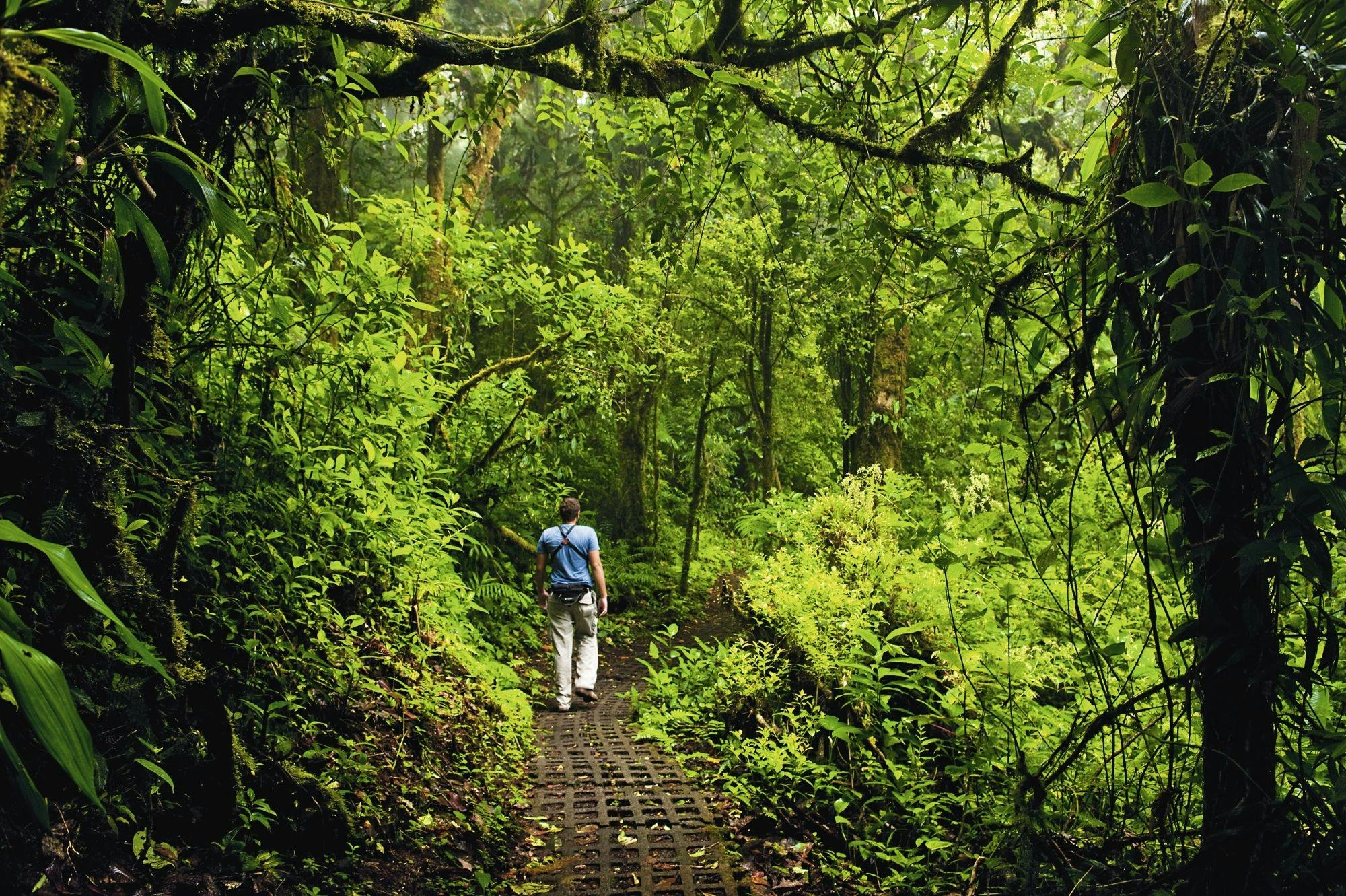 Sensoria Rainforest hiking tour