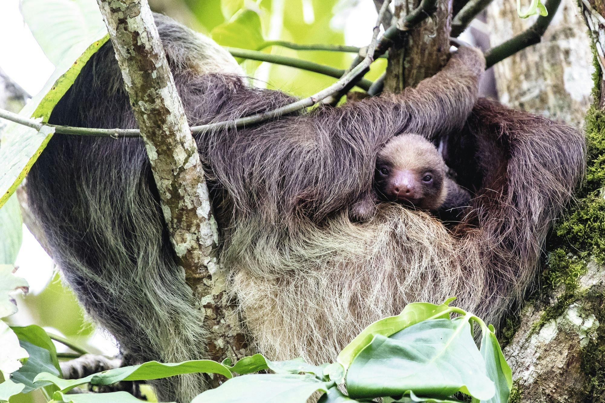 Sensoria Rainforest hiking tour