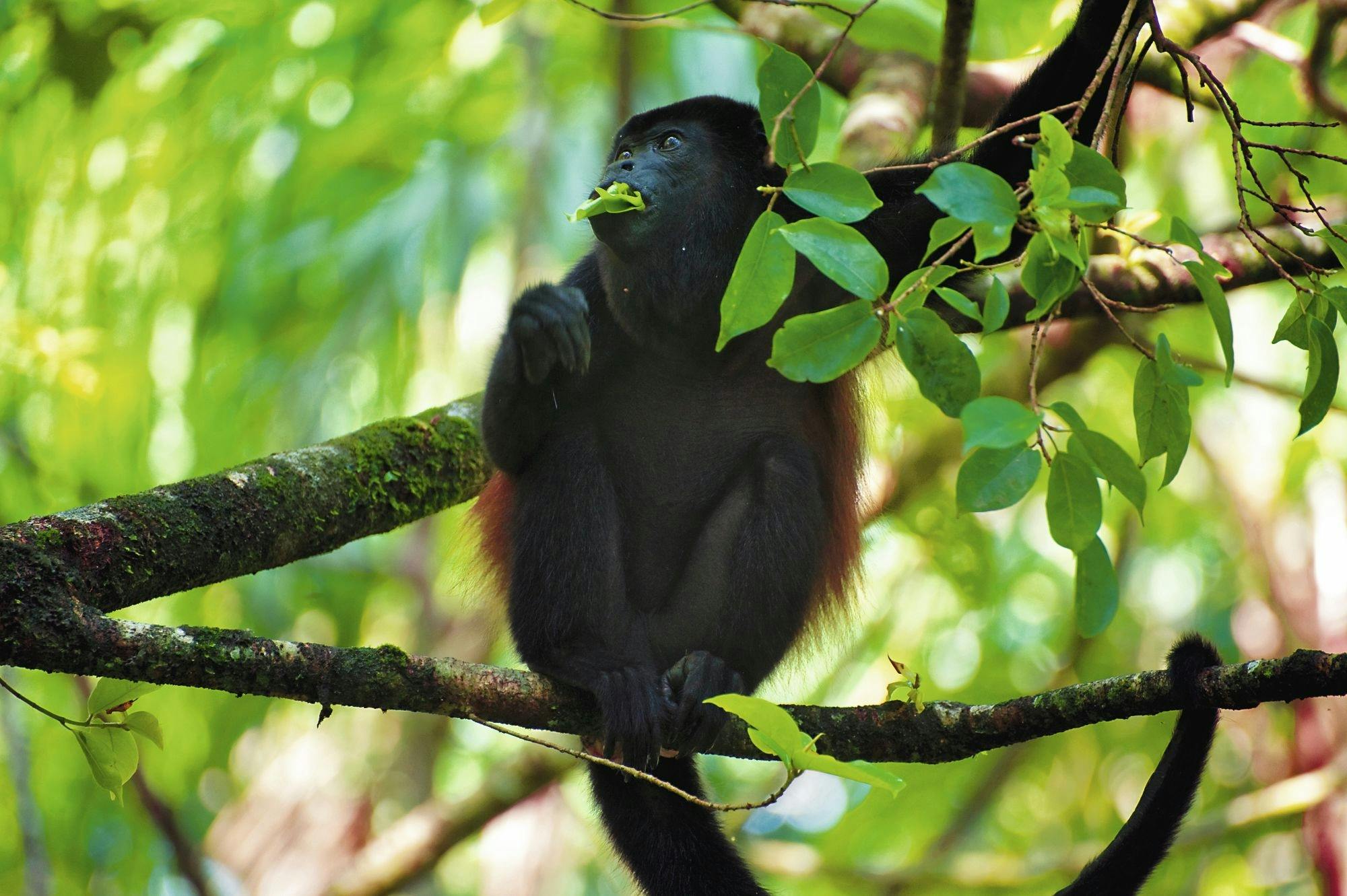 Sensoria Rainforest hiking tour