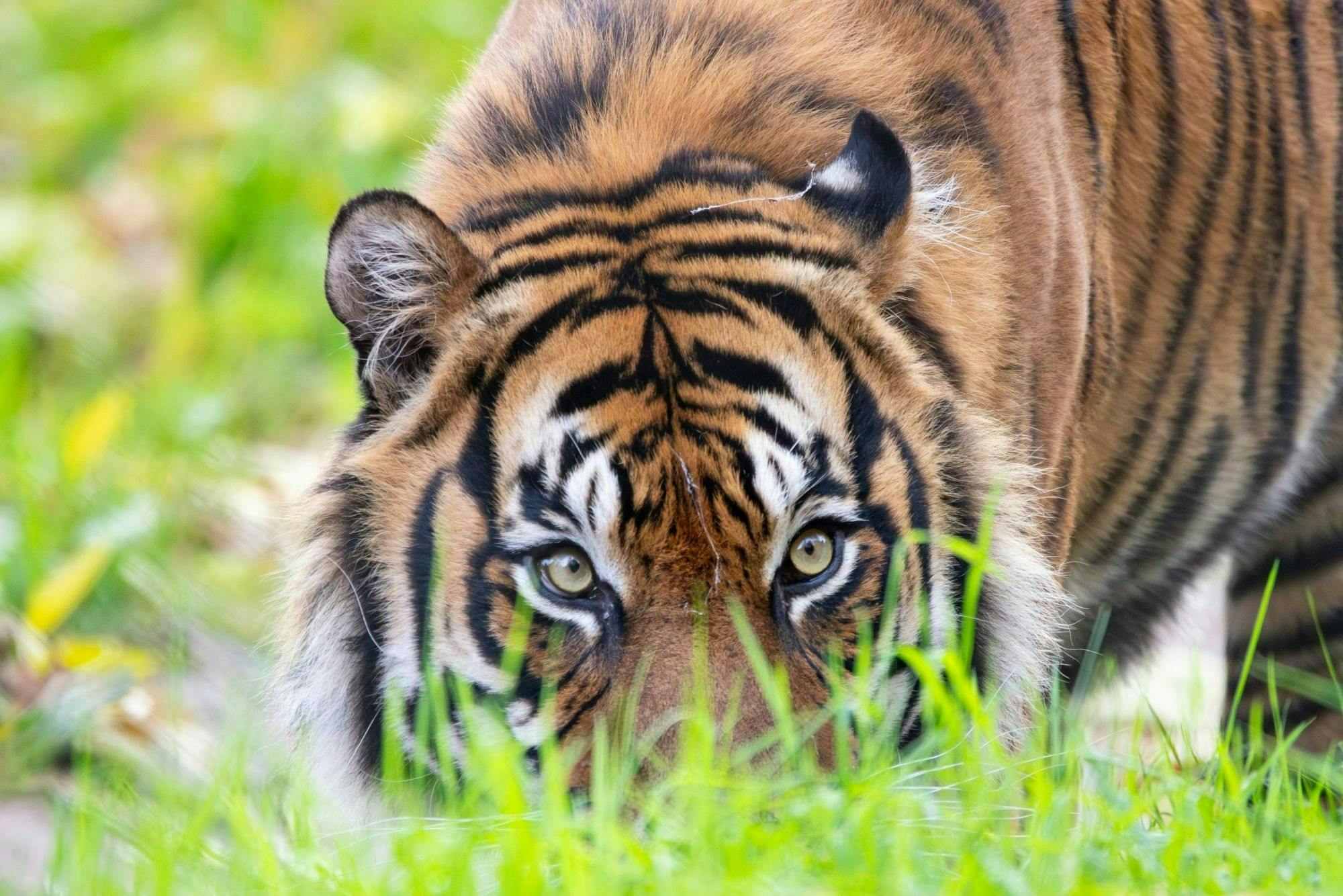 Biglietto giornaliero per lo zoo di Paignton sulla Riviera inglese