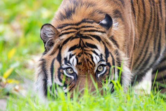 Bilet dzienny do zoo w Paignton na angielskiej Riwierze - 