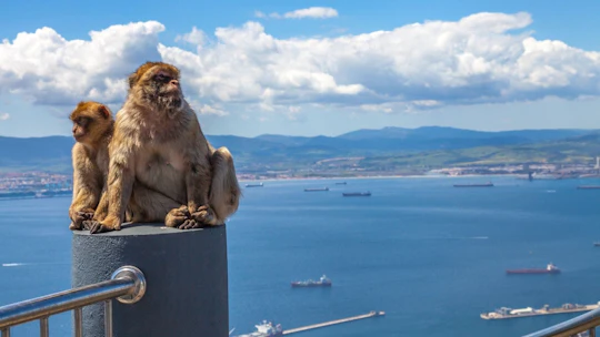 Full-day guided tour to Gibraltar from Málaga