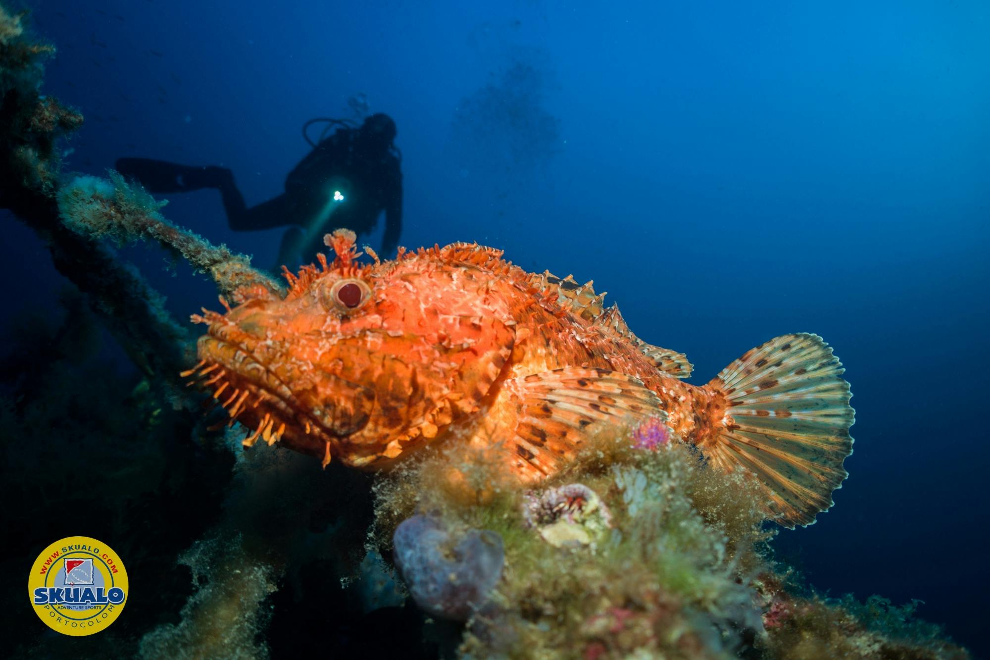 Double dive with Skualo Portocolom