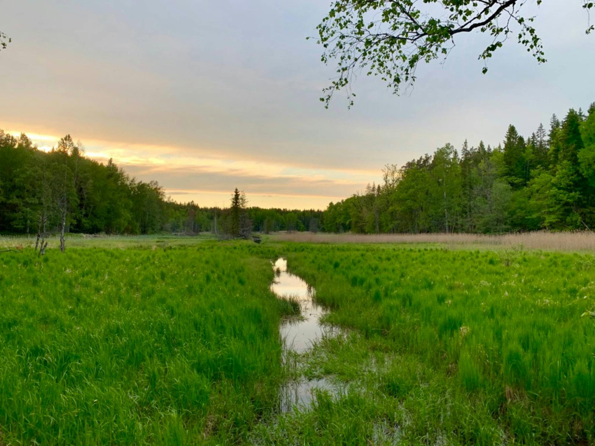 Hiking_Tour_Stockholm_Tyresta_Sunset_3_ta0msn.jpg