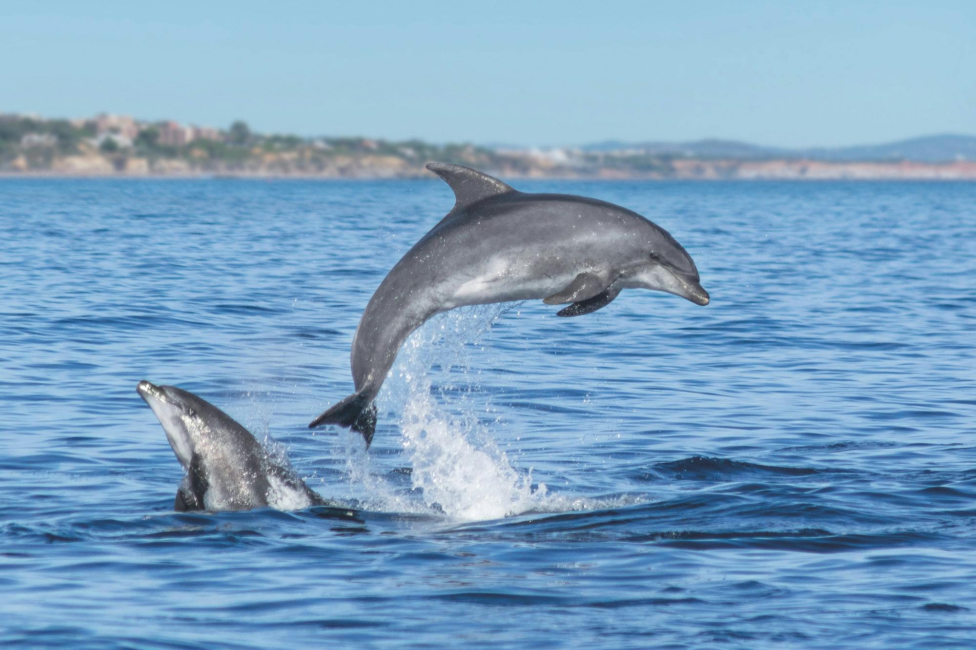 Catamaran vers les dauphins de Lagos et les grottes de Benagil en compagnie d'un biologiste marin