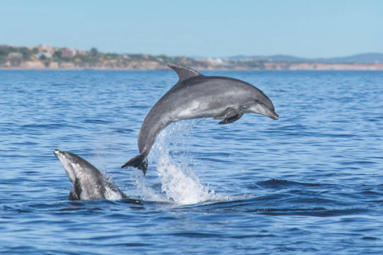 Lagos dolphins and Benagil caves catamaran with marine biologist