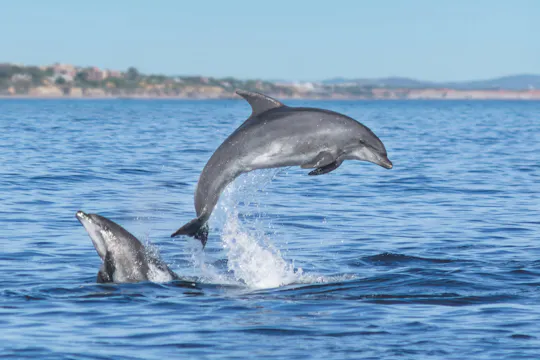 Katamaranfahrt zu den Delfinen von Lagos und den Höhlen von Benagil mit einem Meeresbiologen