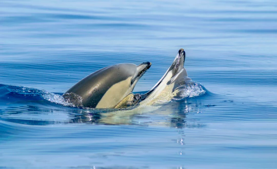 Portimao dolphins and Benagil caves tour with marine biologist
