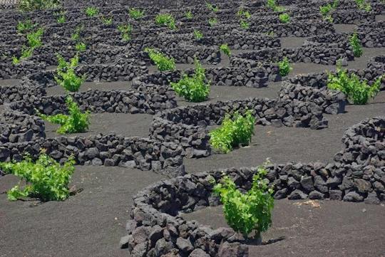 Discover Lanzarote tour