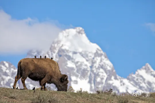 Winter and spring wildlife sunset safari from Jackson Hole