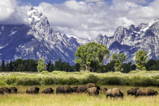 Summer and fall wildlife sunset safari from Jackson Hole