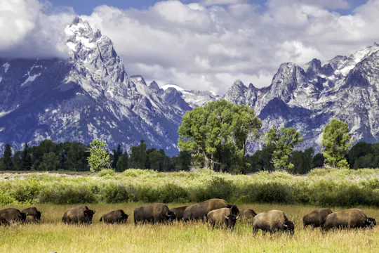 Summer and fall wildlife sunset safari from Jackson Hole