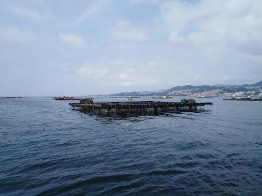 Vigo estuary catamaran tour with mussel tasting and wine