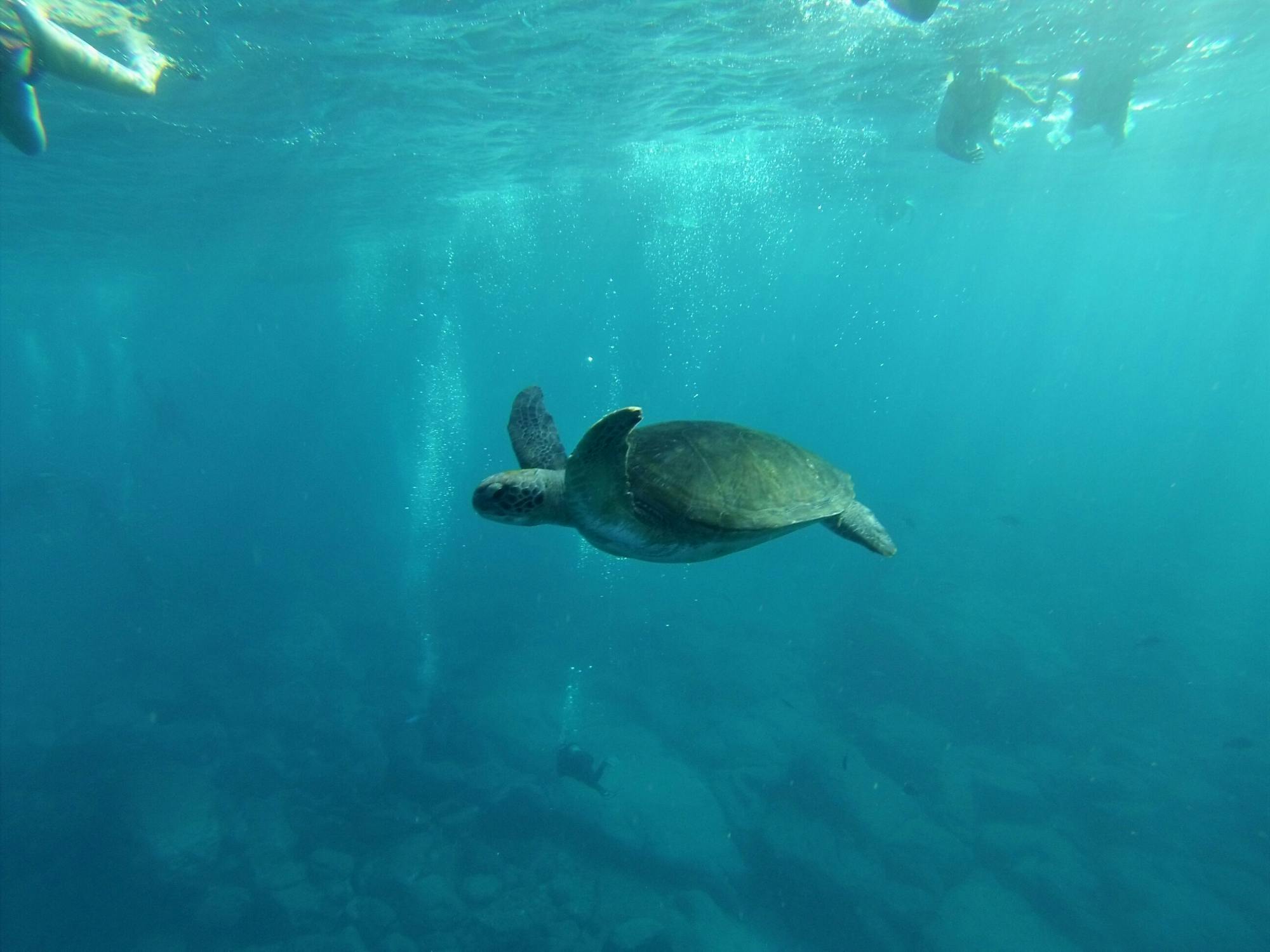 Tenerife kayak and snorkelling tour