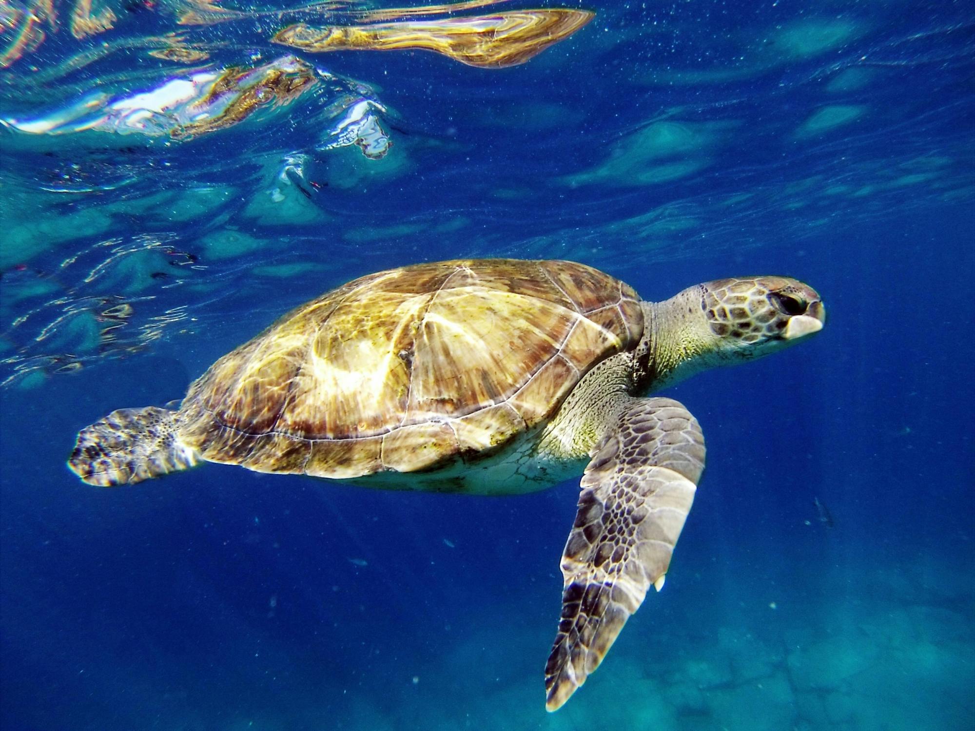 Tenerife kayak and snorkelling tour