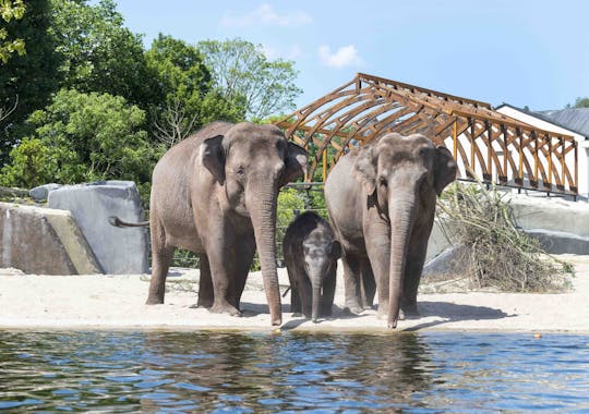 Entrada para las «Noches de verano» en el zoológico ARTIS