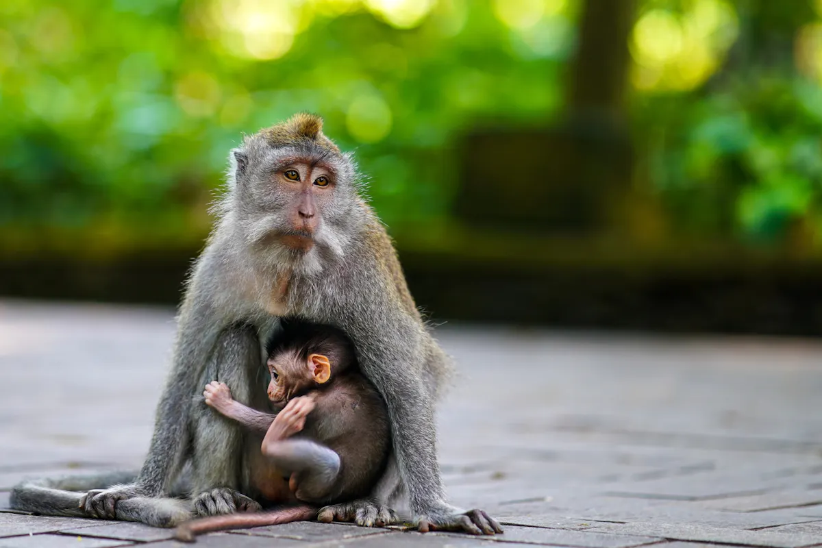 Surface of Ubud private full-day tour