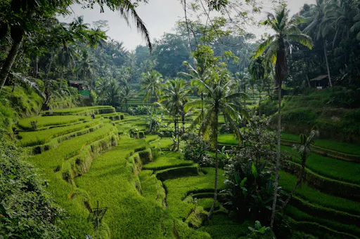 Surface of Ubud private full-day tour