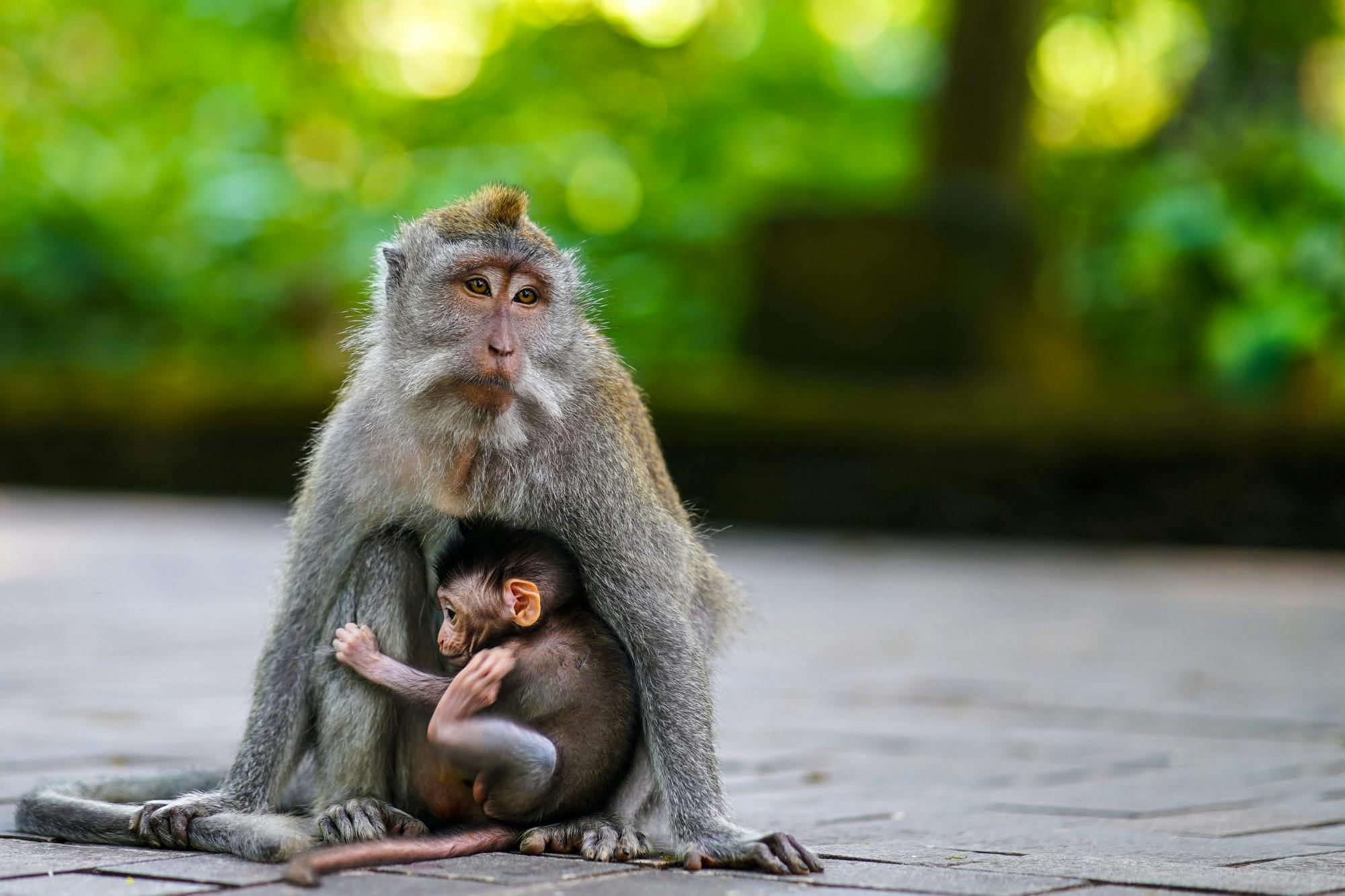 Surface of Ubud private full-day tour