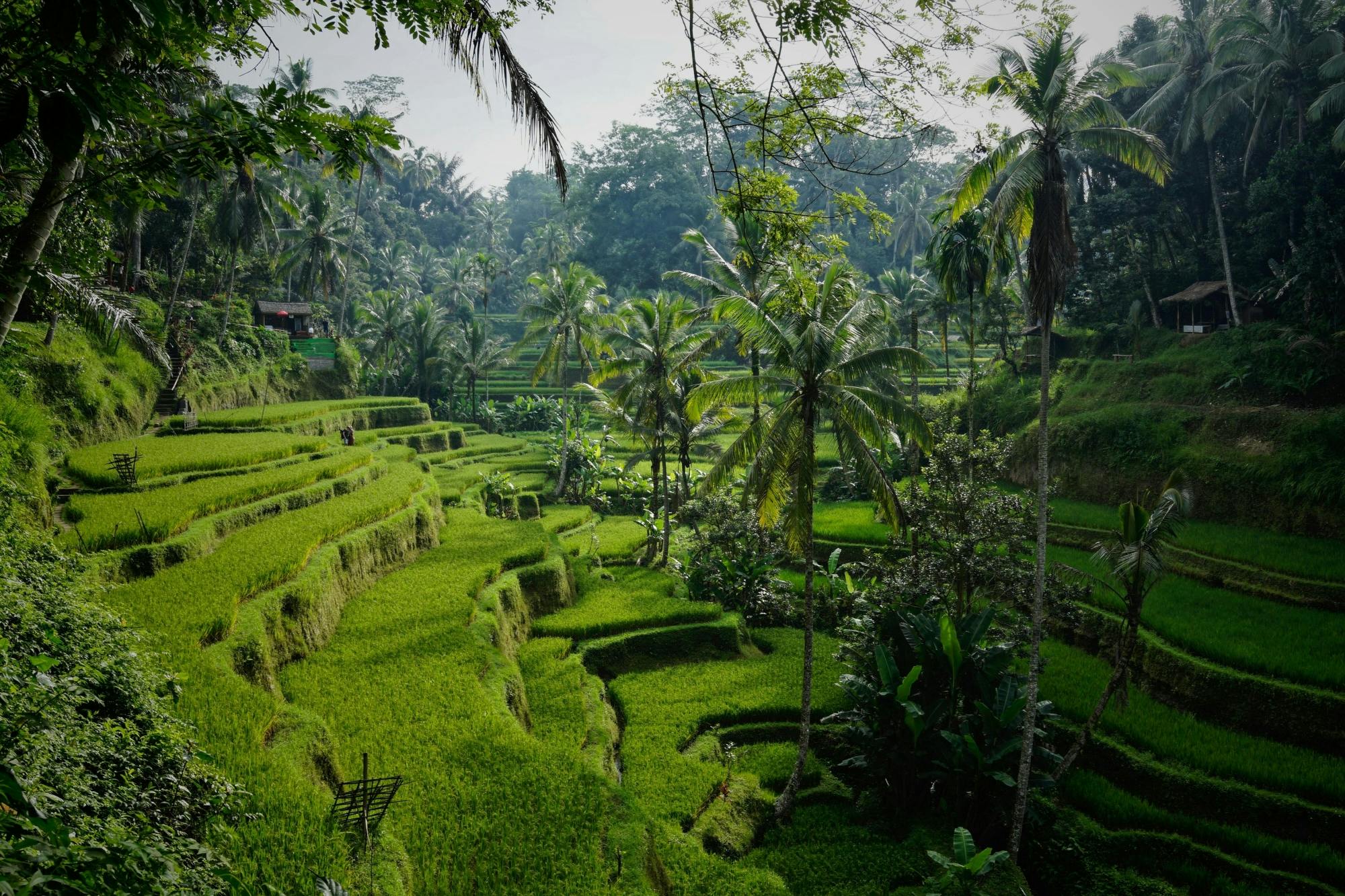 Surface of Ubud private full-day tour