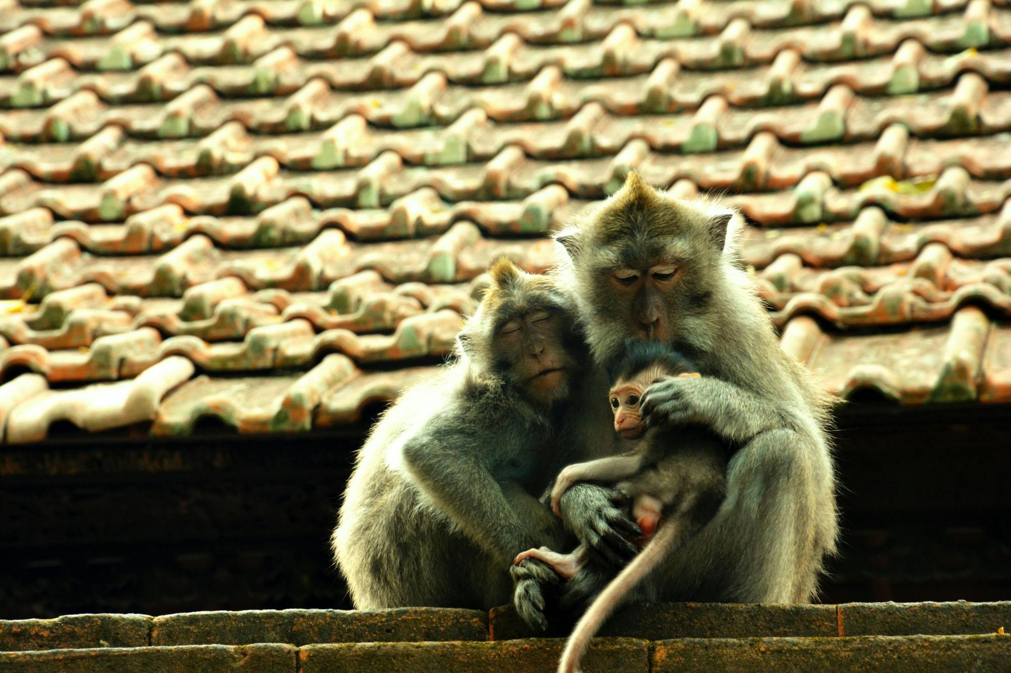 Surface of Ubud private full-day tour
