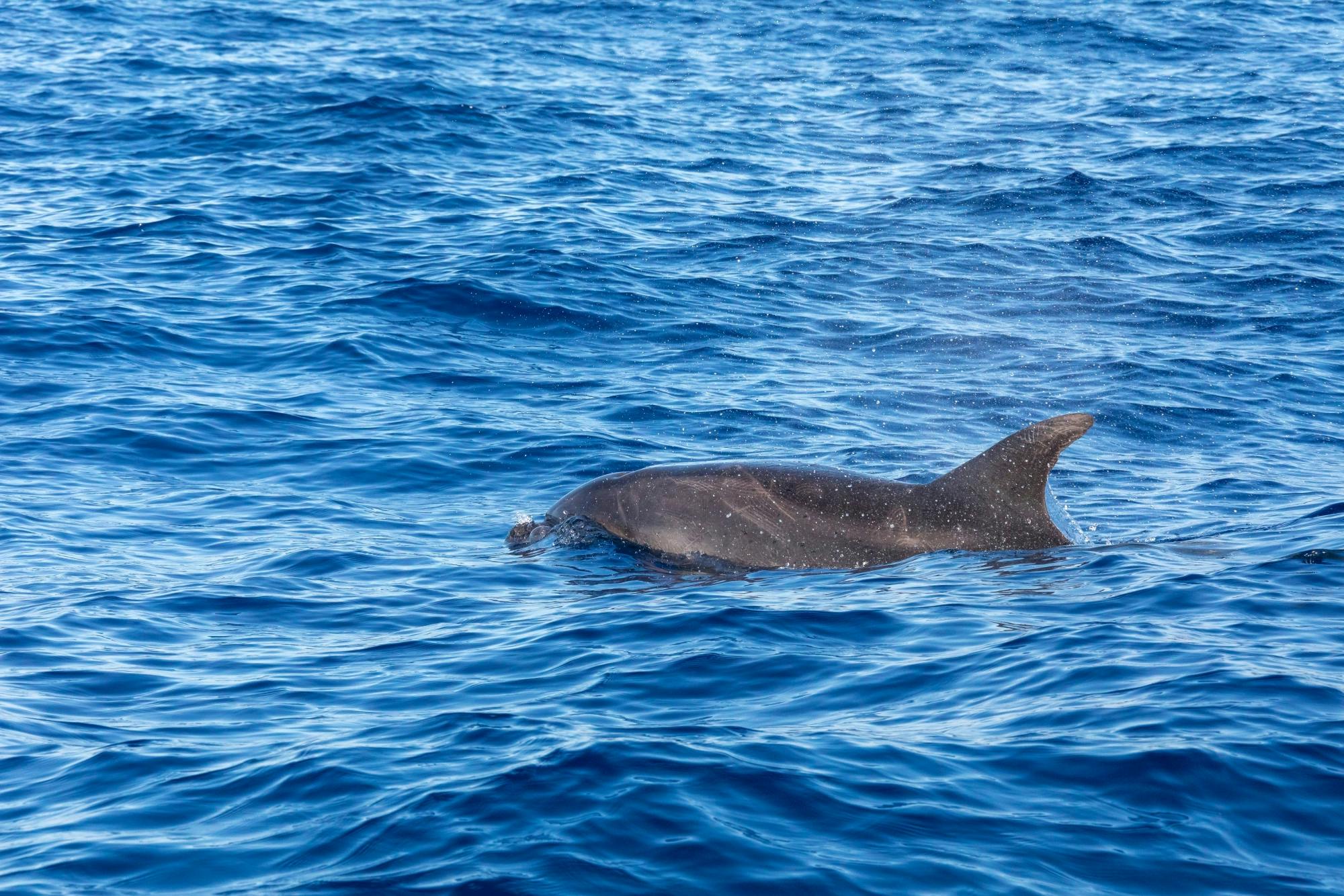 Dolphin-watching sunset cruise with aperitif