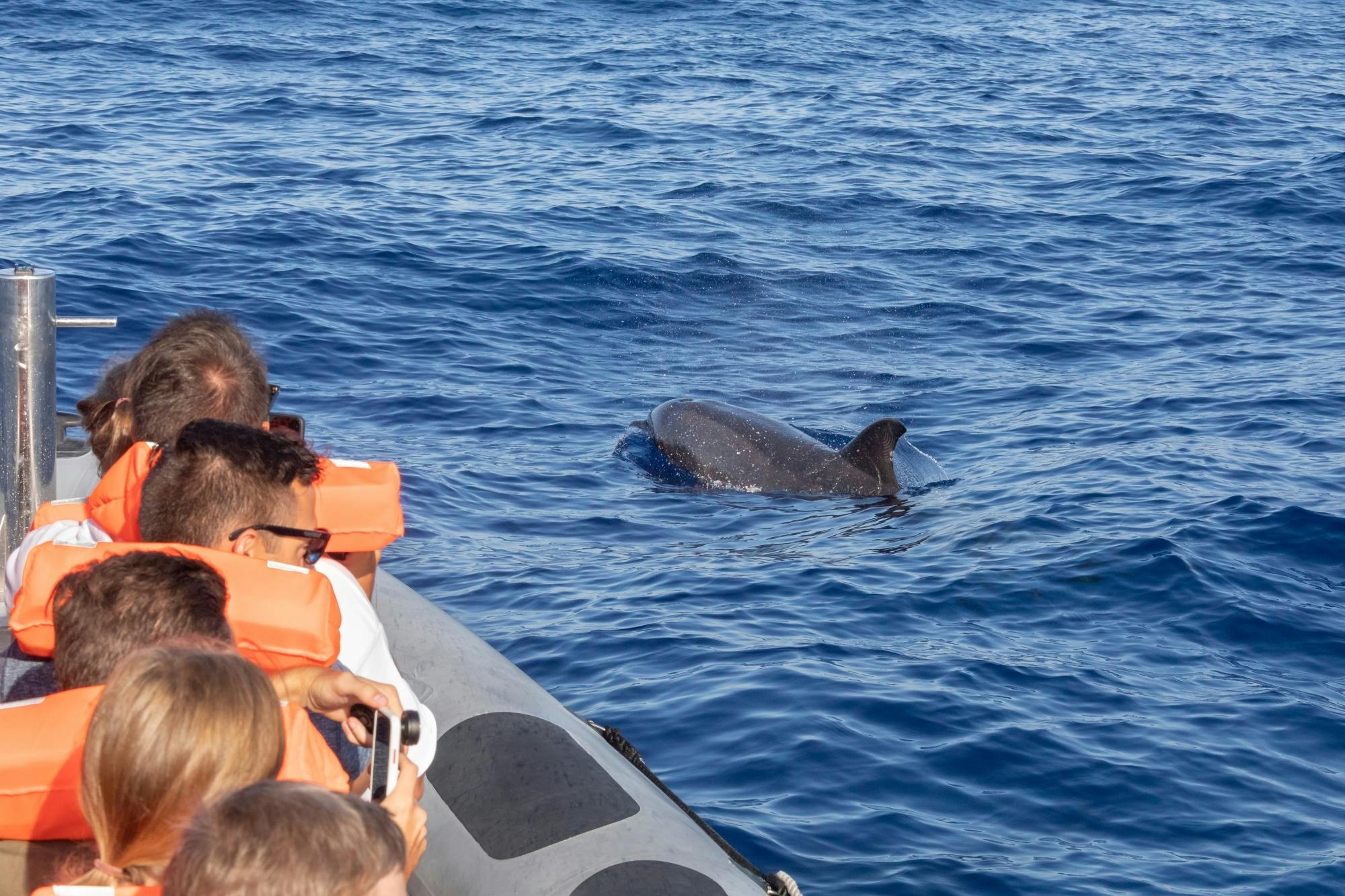 Dolphin-watching sunset cruise with aperitif