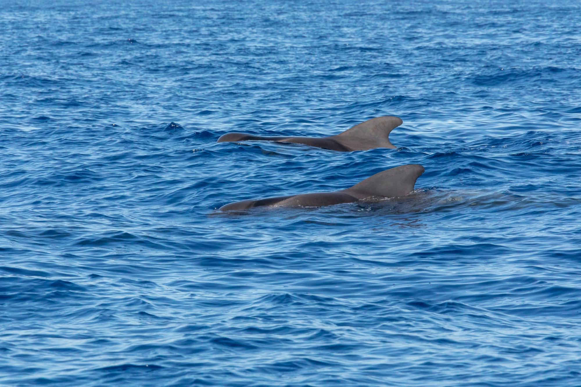 Dolphin-watching sunset cruise with aperitif