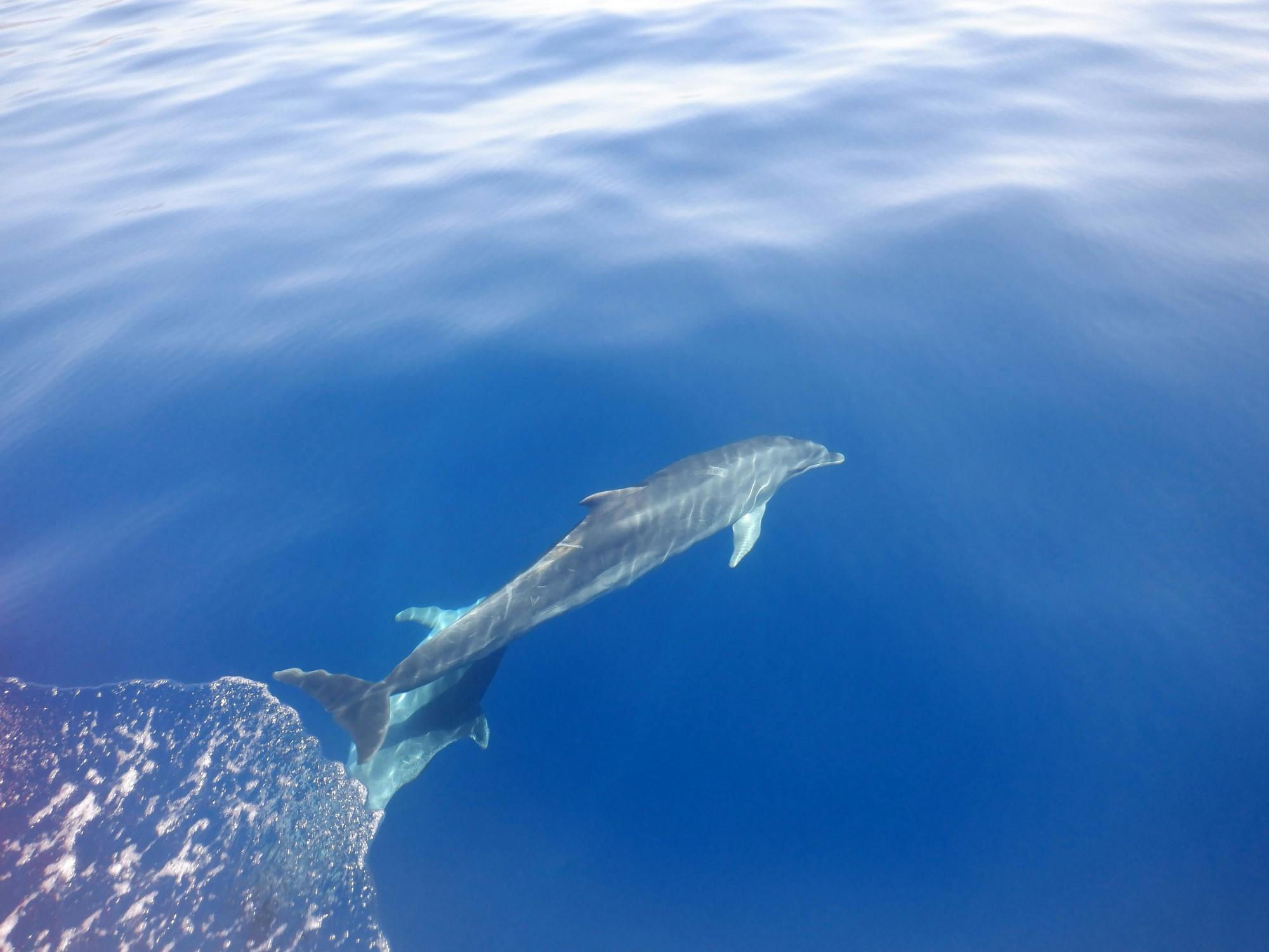 Dolphin-watching sunset cruise with aperitif
