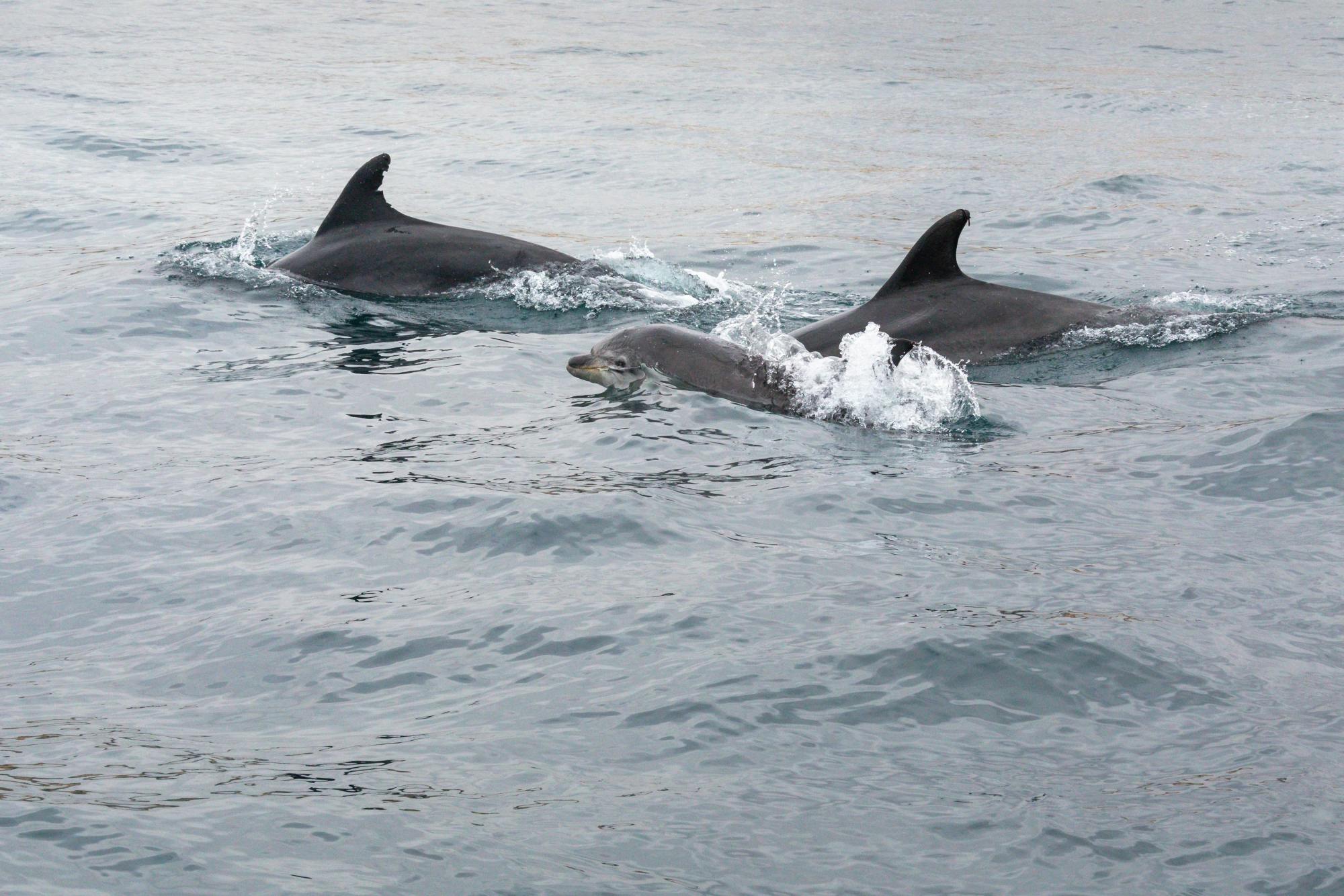 Dolphin-watching sunset cruise with aperitif