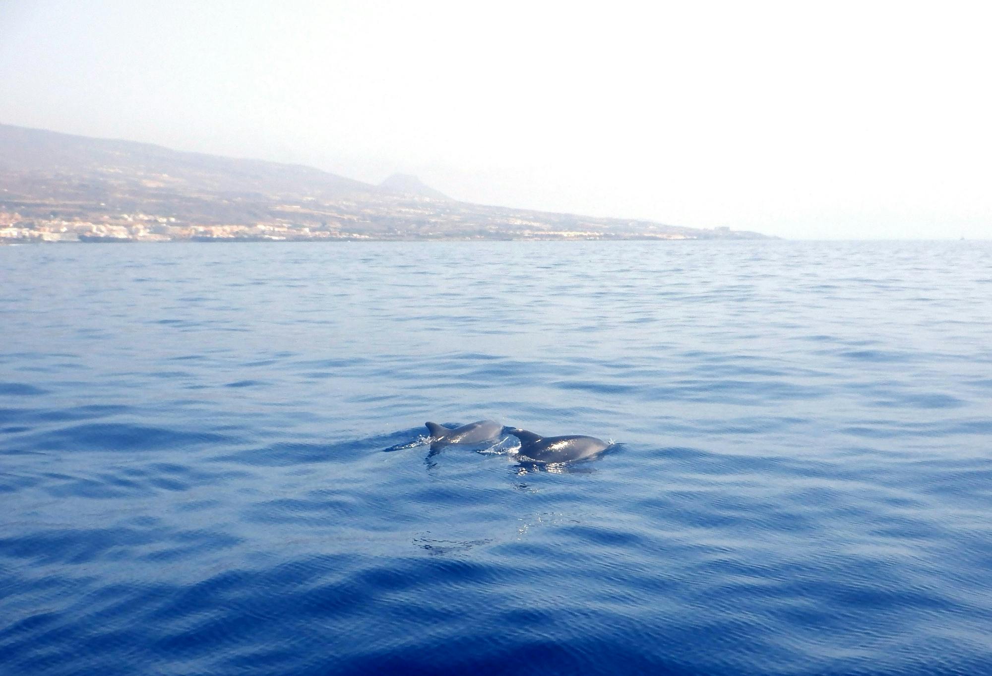 Dolphin-watching sunset cruise with aperitif