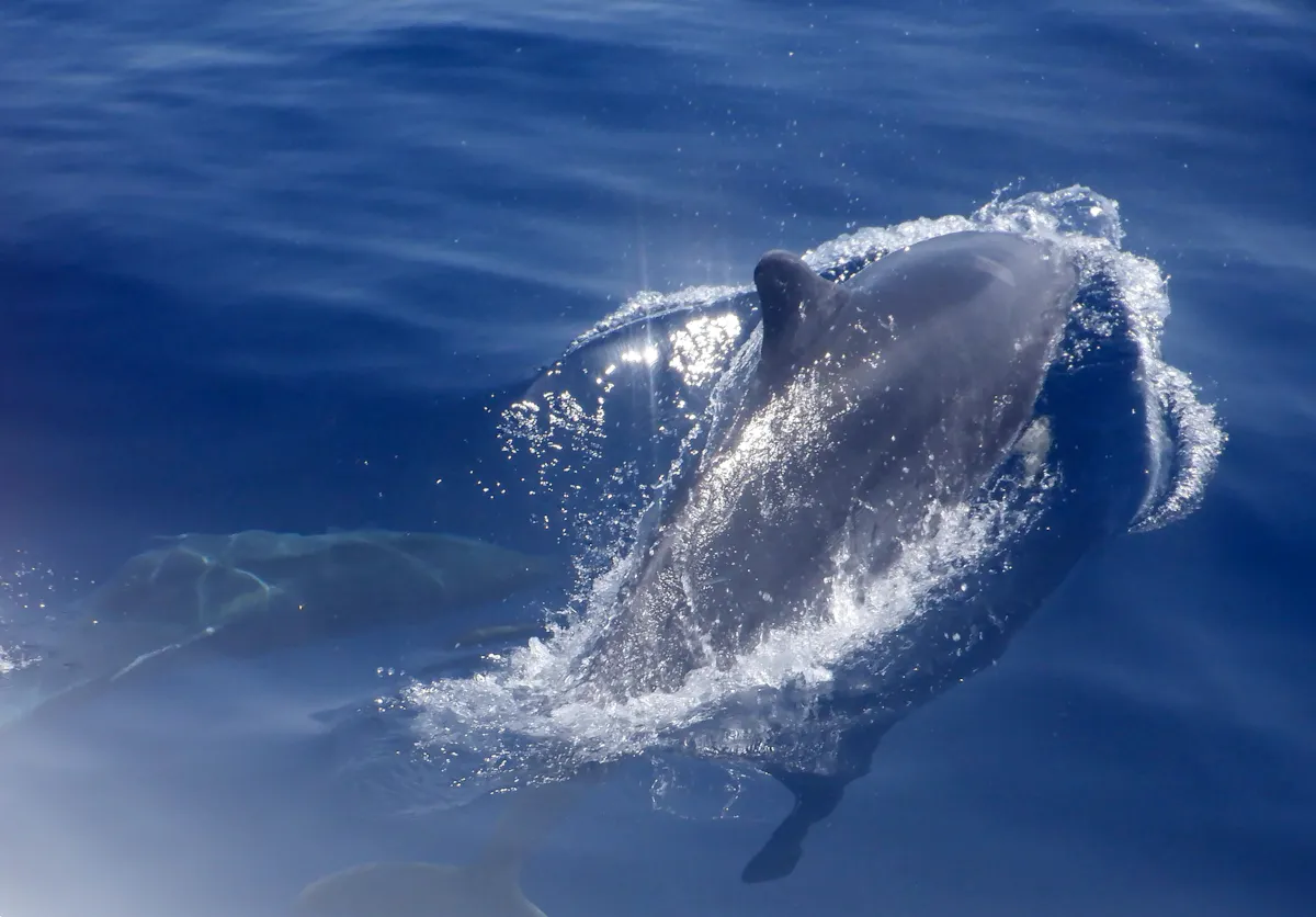 Dolphin-watching sunset cruise with aperitif