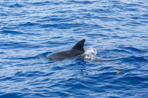 Dolphin-watching sunset cruise with aperitif