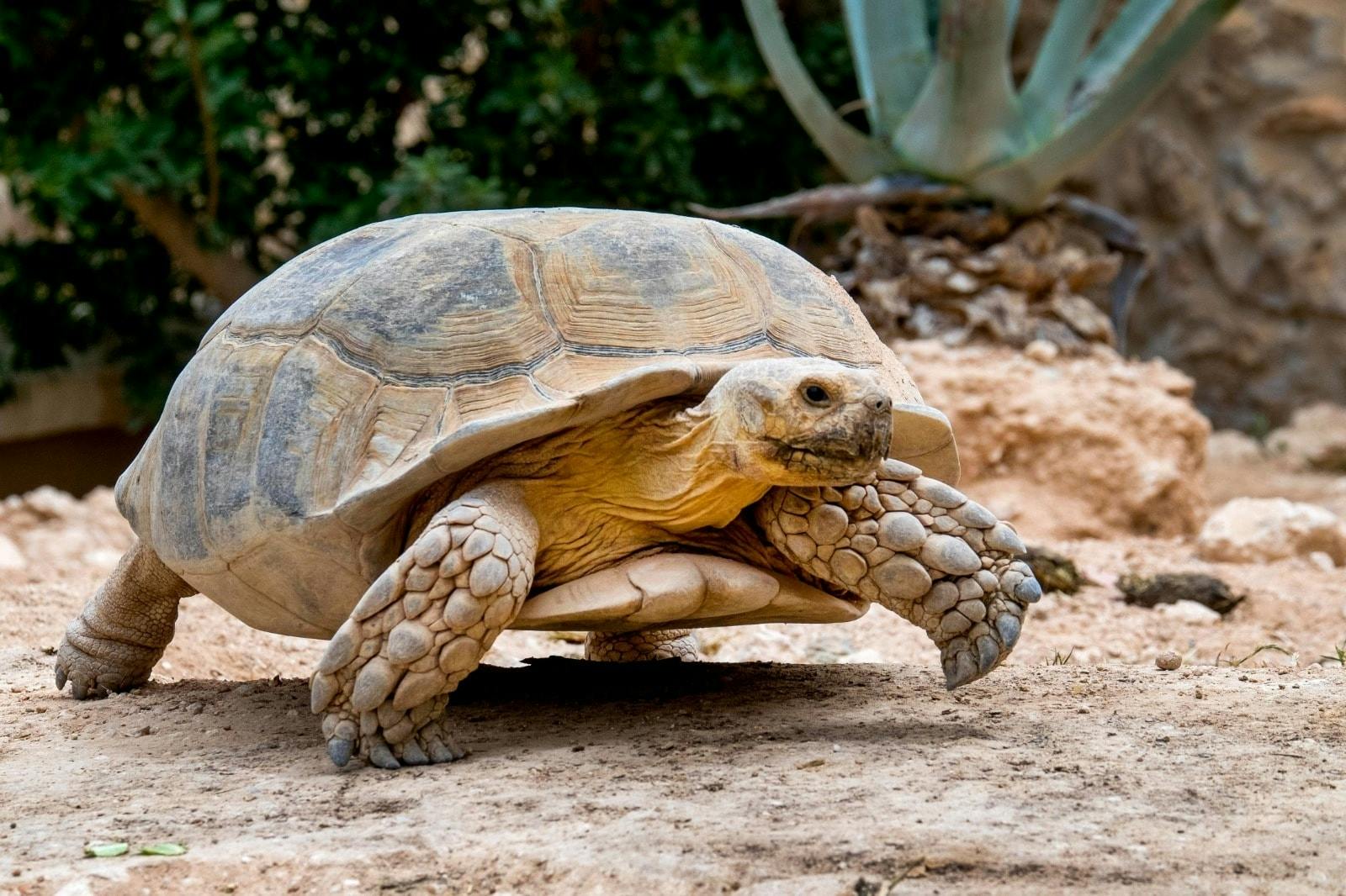 Djerba Explore Park in Tunisia without transfer
