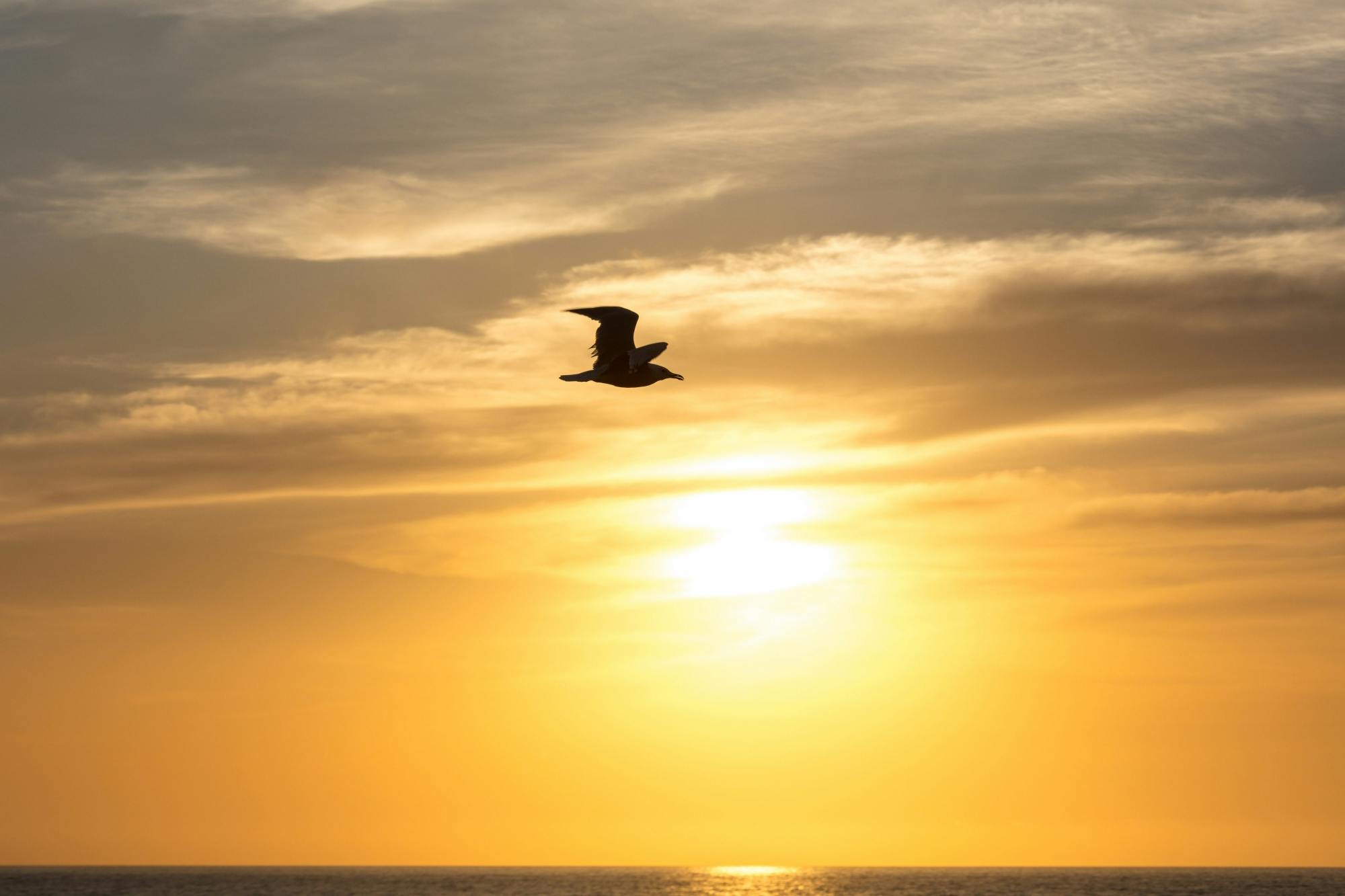 Ibiza solar eclipse sunset cruise