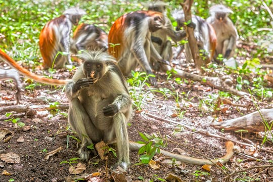 Excursion privée à la forêt de Jozani et cuisine maison avec les Zanzibari Mamas