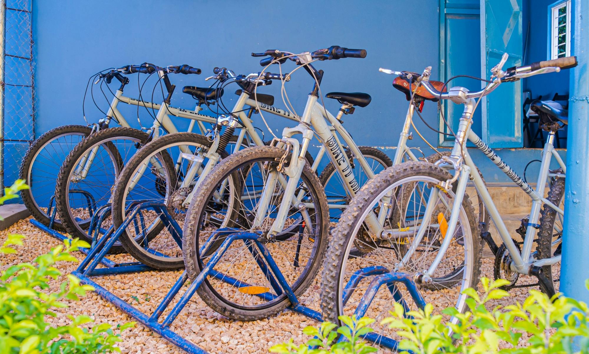 Zanzibar Masingini Forest full-day biking and walking tour