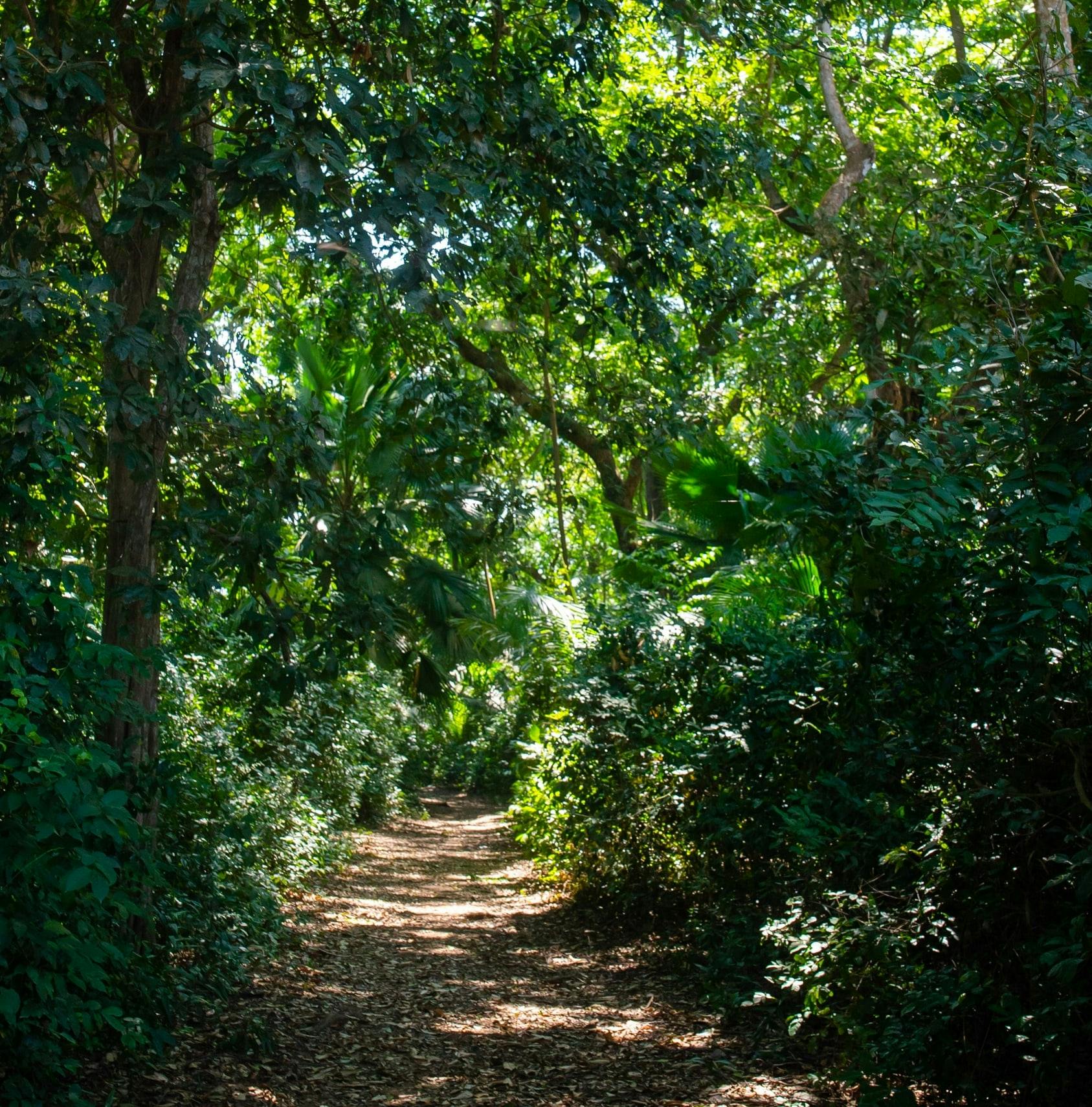 Zanzibar Masingini Forest full-day biking and walking tour
