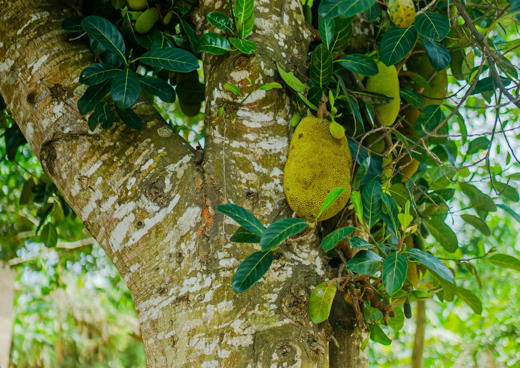 Zanzibar historic stone town and Masingini Forest walk private tour