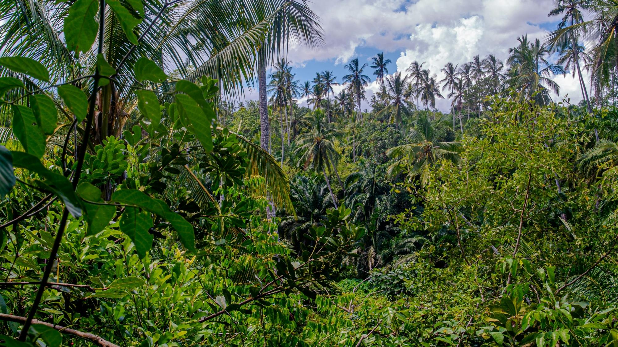 Zanzibar Masingini Forest full-day biking and walking tour