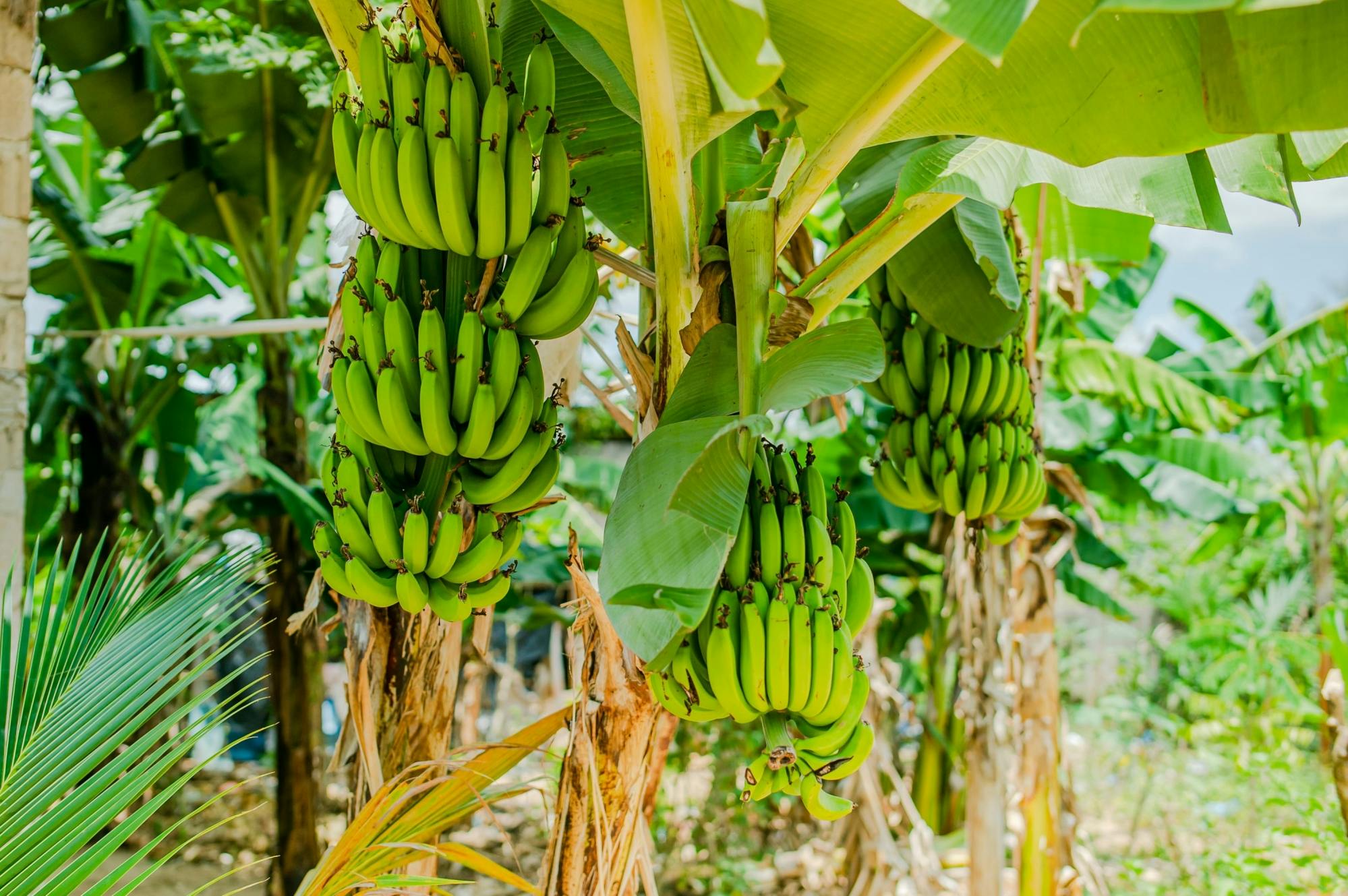 Zanzibar Masingini Forest full-day biking and walking tour