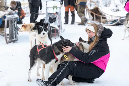 Forfait hivernal à Rovaniemi : balade en traîneau à chiens, rencontre avec des rennes et activités dans la neige