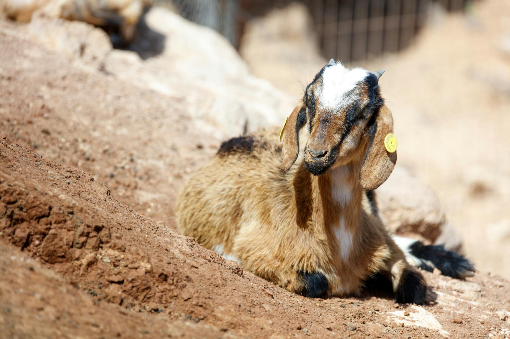 Fuerteventura island tour with goat farm visit