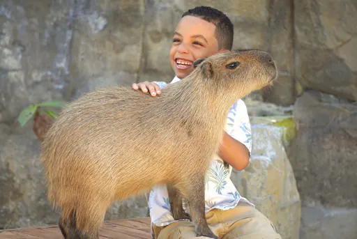 Capybara encounter and Ocean World day pass with lunch
